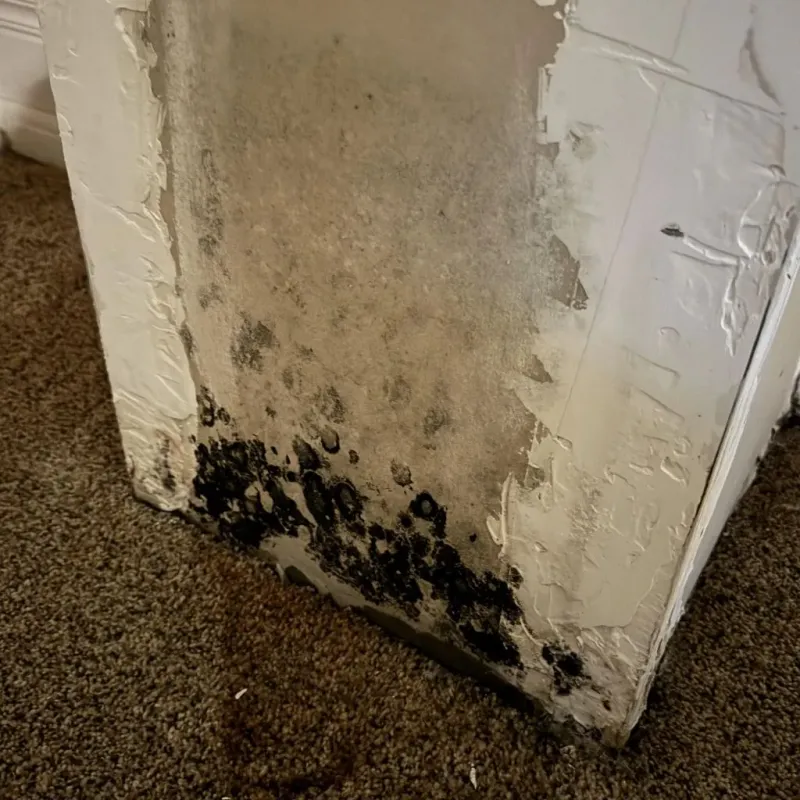 Professional Mold Removal in Carver, MA
